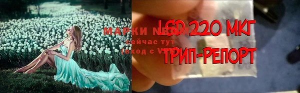 стаф Баксан